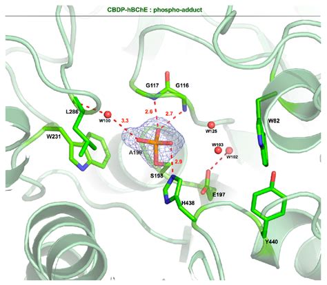 Active Site View Of The Phospho Serine Hbche Conjugate Key Residues Download Scientific