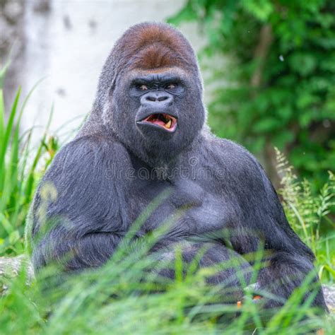 Gorilla Apa Fotografering För Bildbyråer Bild Av Gorilla 132960861