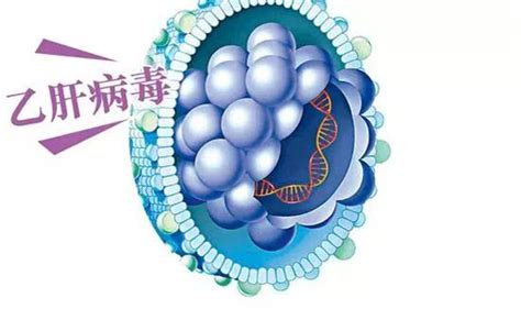 乙肝小三阳携带者全面解析