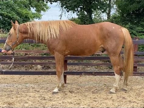 Horses for sale in Wexford for €10,000 on DoneDeal