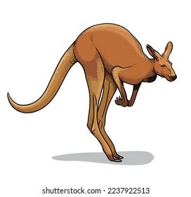 Red Kangaroo Isolated Vector Illustration Australian Stock Vector ...