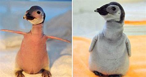 Bald Baby Penguin Fact Factrepublic