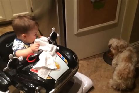 Baby Laughing at Dog Eating Is Why the Internet Was Invented