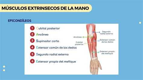 M Sculos Intrinsecos Y Extrinsecos De La Mano Pdf