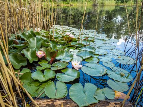 Water Lily In A Lake Stock Image Colourbox