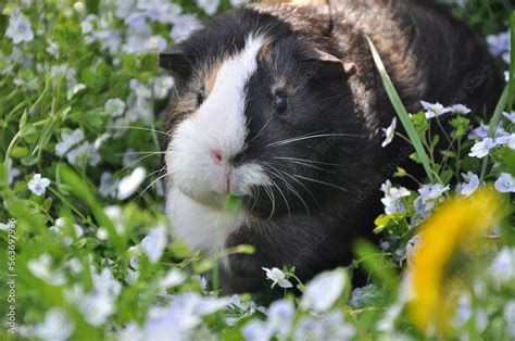 Closeup Portrait Of Tricolor Guinea Pig Sitting In Light Blue Tiny