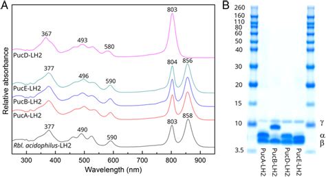 Absorption Spectra Of Purified Lh2 Complexes And The Polypeptide