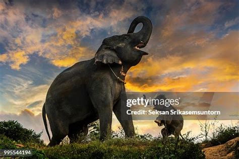 Baby Elephant Wants To Play High-Res Stock Photo - Getty Images