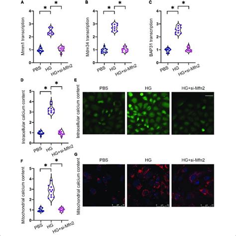 Mfn2 Promotes Mitochondria Endoplasmic Reticulum Er Contact And