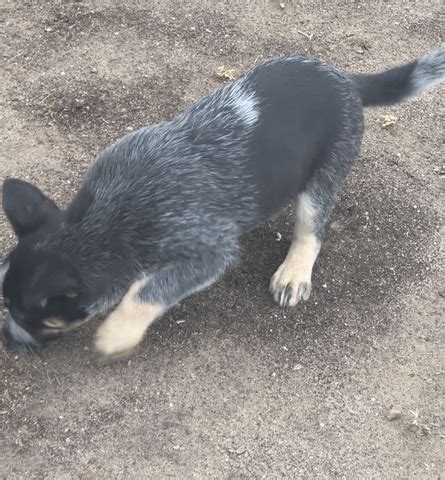 Purebred Heeler Pups Nex Tech Classifieds