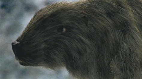 categorythe future  wild characters  parody wiki fandom