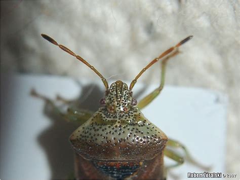 Hemiptera Scutelleridae Eurygastrinae Eurygastermaura
