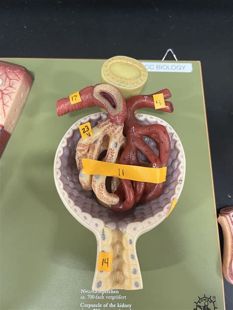 Renal Corpuscle Model Practice Diagram Quizlet