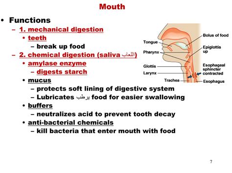 Ppt Digestive System Powerpoint Presentation Id 3054055 21a