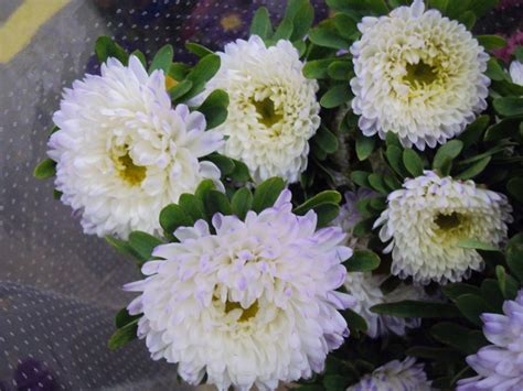 white asters | Wholesale florist, Florist, Aster