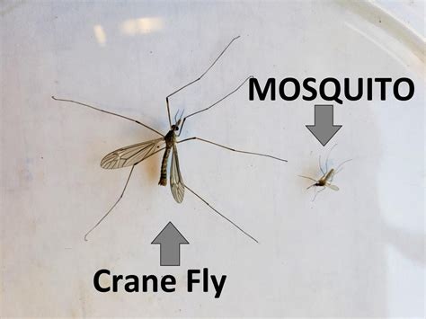 Bug Alert Crane Flies Or Mosquito Hawks — Mosquito Patrol Burlington Nc