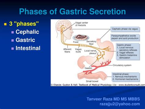 Cephalic Gastric And Intestinal Phases