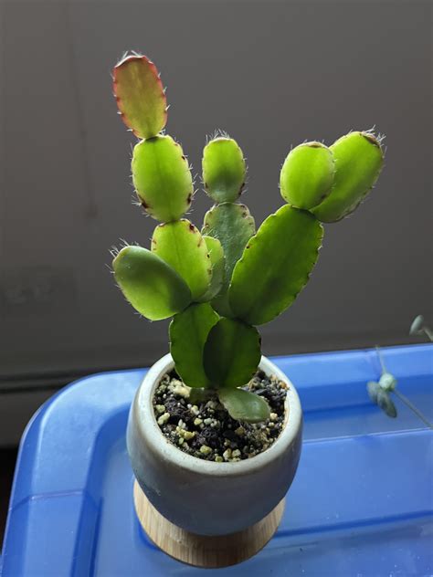 Dark spots on easter cactus : r/plantclinic