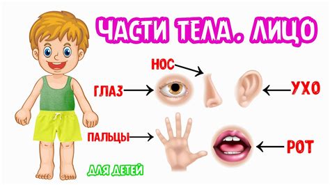 Части тела фото для детей