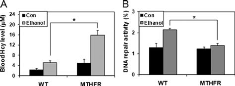 Ocm Impairment Mediates Alcohol Induced Dna Repair Dysfunction A