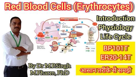 Red Blood Cells Erythrocytes Introduction Life Cycle Human