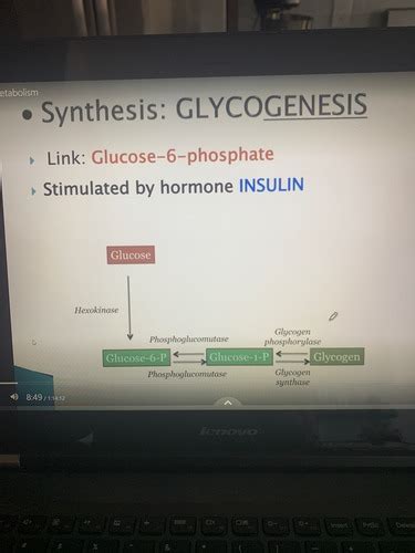 Metabolism Flashcards Quizlet