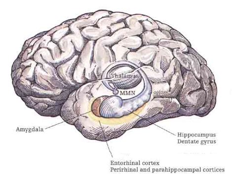 Entorhinal Cortex Entorhinal Area