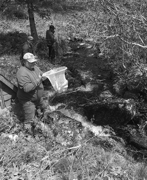 Alewife and Blueback Herring Not Endangered