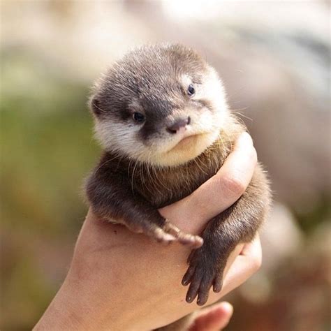 Vidra Otter Ovi Preslatki Mladunci Su Maleni Paketići Sreće Koji