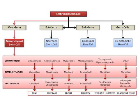 Diagram Of The Mesenchymal Stem Cell Lineage And Its Differentiation