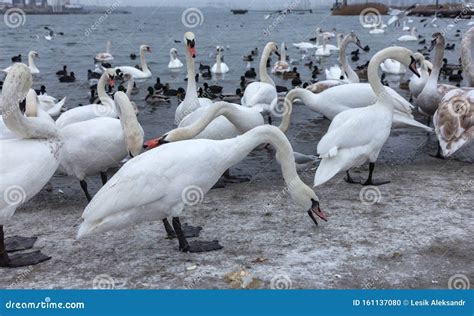 Beautiful Swans And Wild Ducks Surrounded By A Flock Of Seagulls Swim