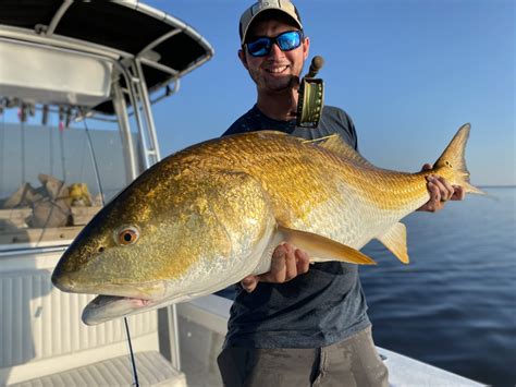 Redfish On Fly Trophy Red Drum Eastern Nc Fishing Guide