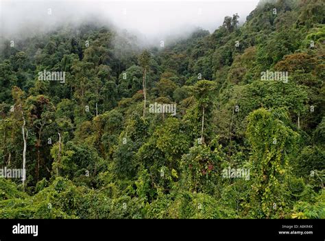 Rainforest In Kachin State Myanmar Stock Photo Alamy