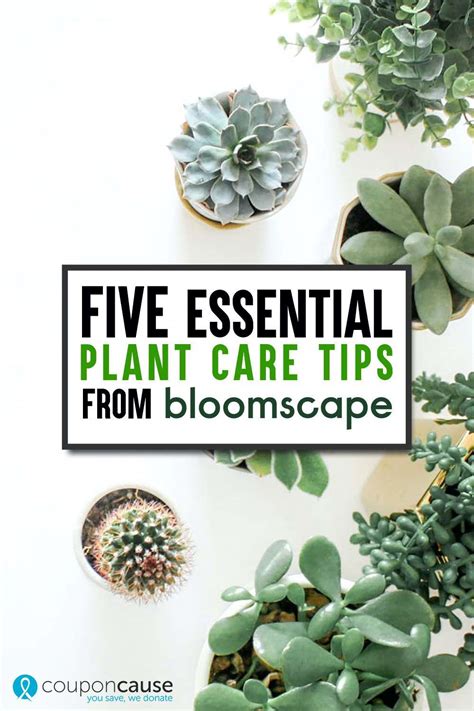 Essential Plant Care Tips Courtesy Of Bloomscape Couponcause