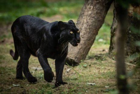 Pantera Negra Algumas Curiosidades Sobre Esse Belo Felino