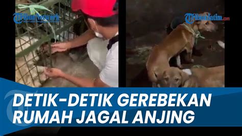 Detik Detik Gerebekan Rumah Jagal Anjing Blitar Anjing Dikurung