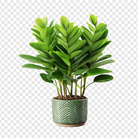 Premium PSD Zz Plant Zamioculcas Zamiifolia Png Isolated On