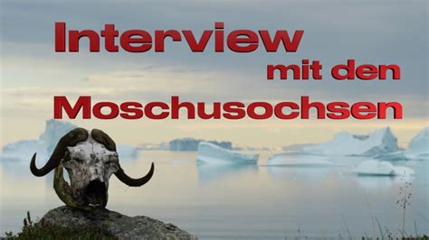 Interview mit den Moschusochsen 177 XTripSailing Segeln Grönland