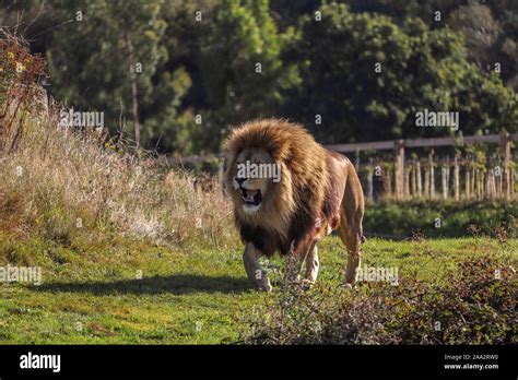 Male Lion Simba Panthera Leo Stock Photo Alamy