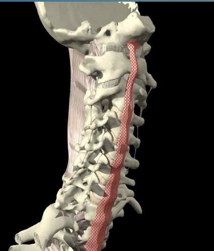 Cervical Spine Flashcards Quizlet