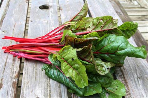 Swiss Chard - Wozupi Tribal Gardens