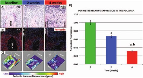 Histological And Immunofluorescence Analyses A H E Histological