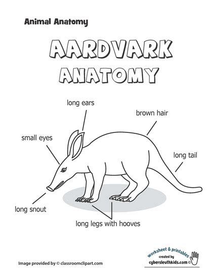 aardvark-anatomy-black-white-outline-printout – cybersleuthkids