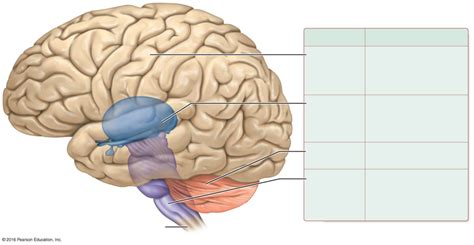 Divisions Of The Brain Diagram Quizlet