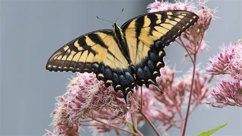 Guthrie Hospice To Host Butterfly Release And Memorial Service