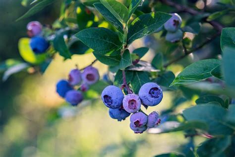 10 BEST Blueberries To Grow In Texas 2023 Guide The Gardening Dad