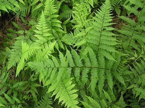 Athyrium Filix Femina L Roth Ssp Asplenioides Michx Hulten