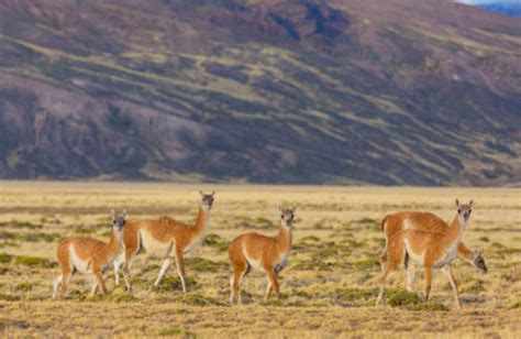 The 7 Types of Camels: From the Desert to the Andes