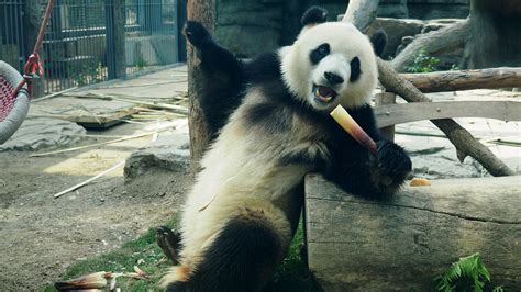 Adorable panda having a feast at Beijing Zoo - CGTN