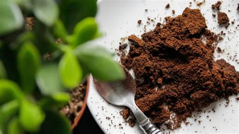 Le marc de café engrais est bénéfique pour certaines plantes mais pour